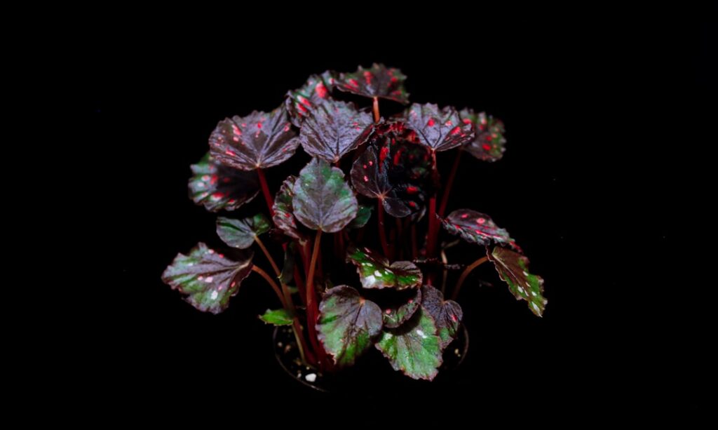 Photo Begonia plant