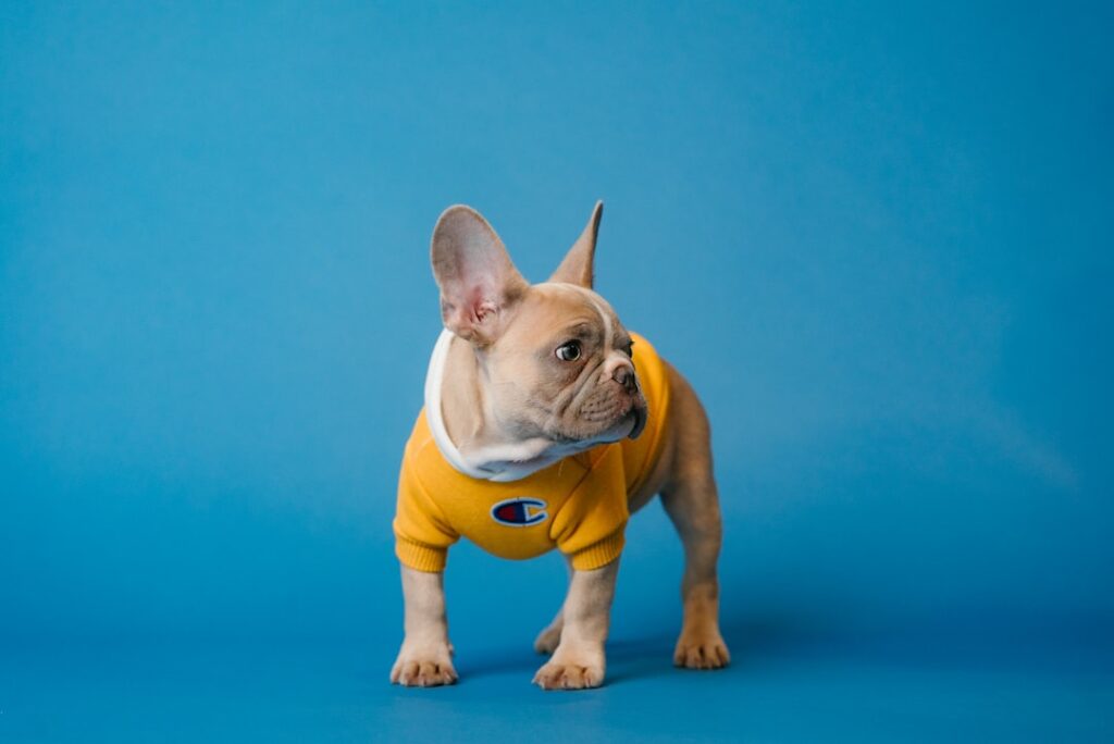 Photo French Bulldog